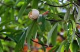 Magnolia insignis