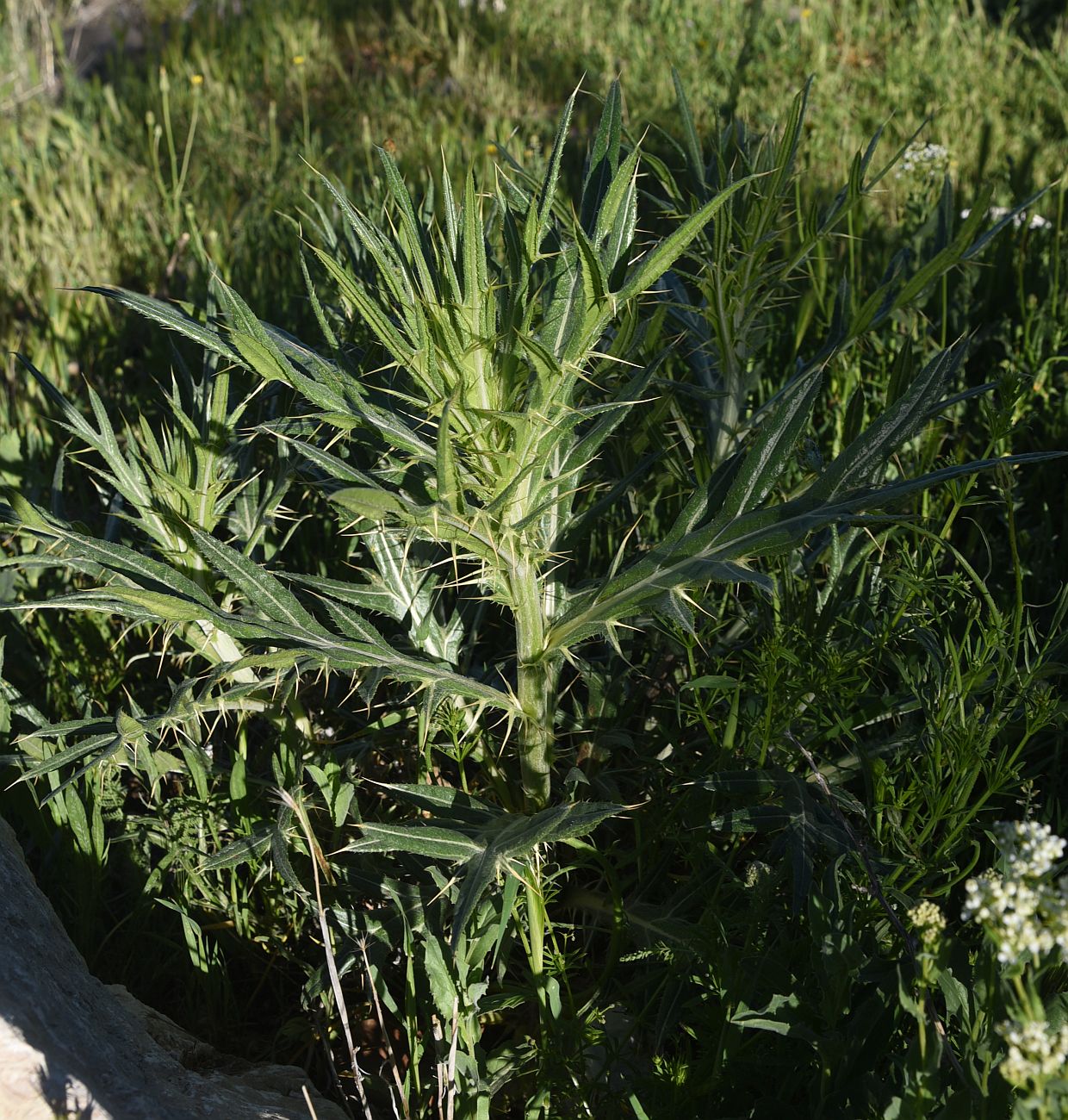 Image of genus Cirsium specimen.