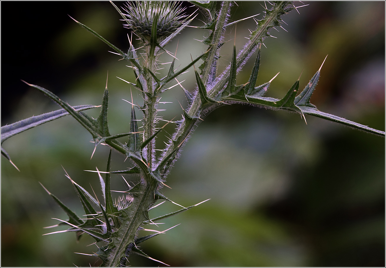Image of Cirsium vulgare specimen.