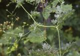 Thalictrum minus. Часть побега (видна абаксиальная поверхность листьев). Испания, Каталония, пров. Жирона, комарка Рипольес, муниципалитет Сеткасес, окр. н.п. Сеткасес, ≈1300 м н.у.м., пойма р. Тер, каменистый берег реки, опушка смешанного леса. 27.07.2025.