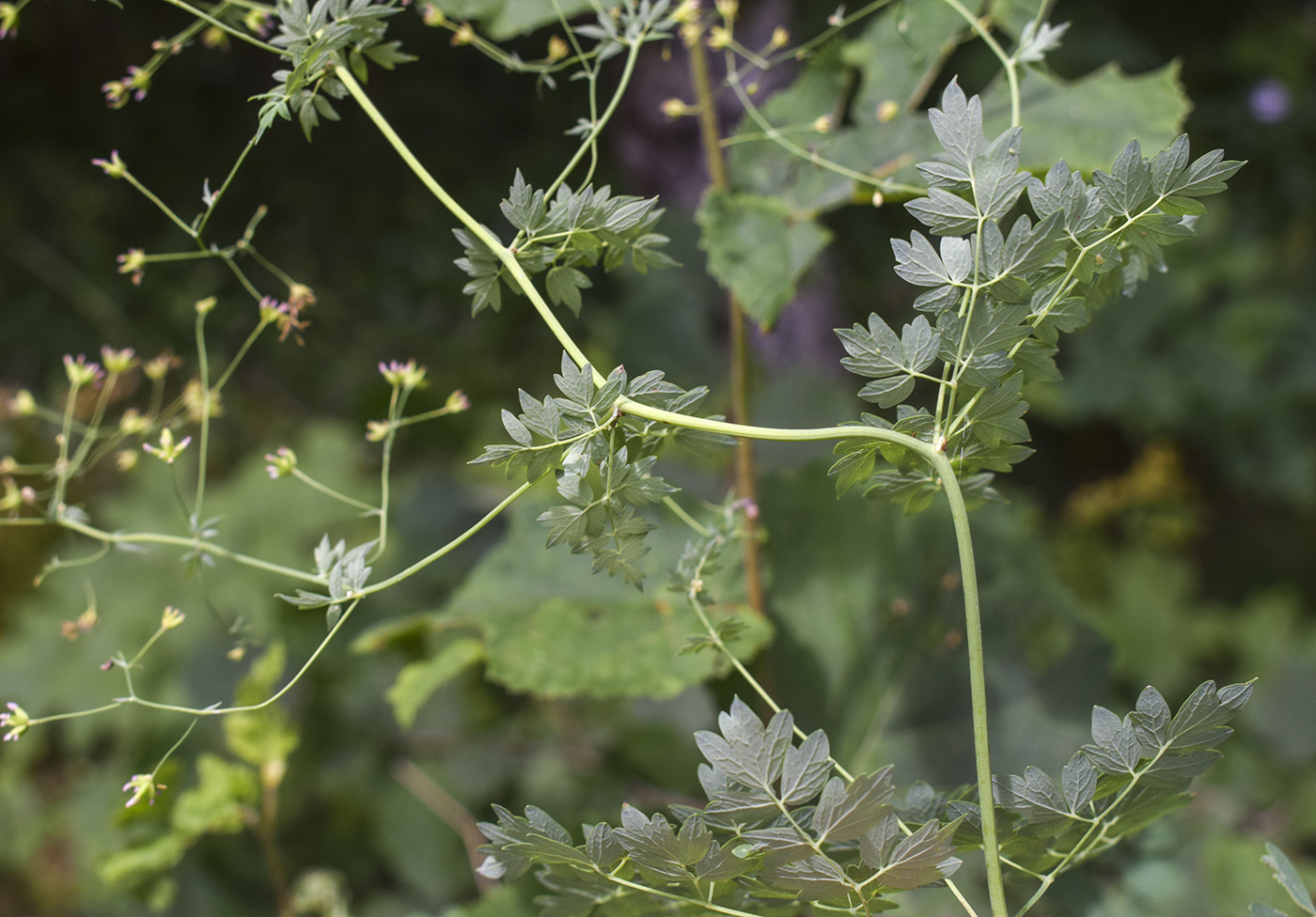 Изображение особи Thalictrum minus.
