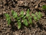 Cystopteris fragilis. Часть вайи с сорусами (вид на абаксиальную поверхность). Турция, ил Ван, р-н Битлис, СВ участок борта кальдеры Немрут, нижняя часть склона, в трещине скалы на теневом участке ок. Juniperus polycarpos. 21 мая 2025 г.