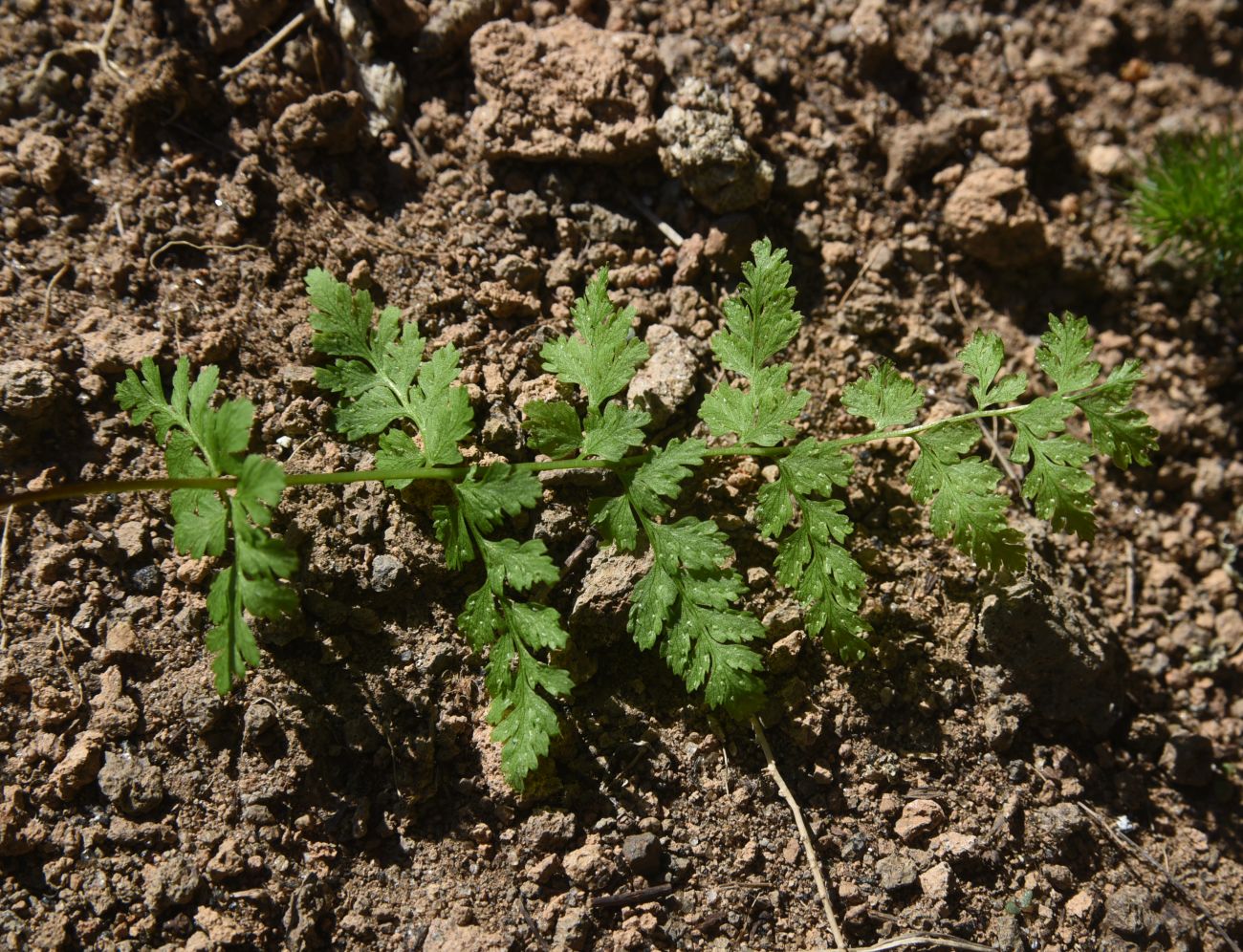 Изображение особи Cystopteris fragilis.
