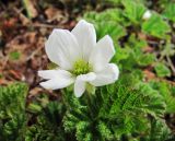 Rubus chamaemorus. Аномальный многолепестный цветок. Коми, Интинский р-н, пос. Желанный, Приполярный Урал, долина р. Балбанью, кочковато-болотистая тундра. 04.07.2010.