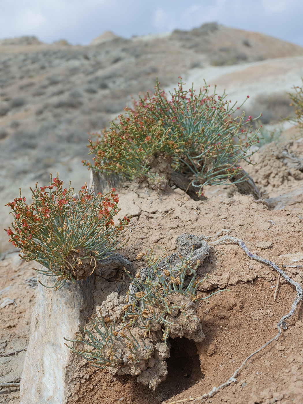 Image of Anabasis truncata specimen.