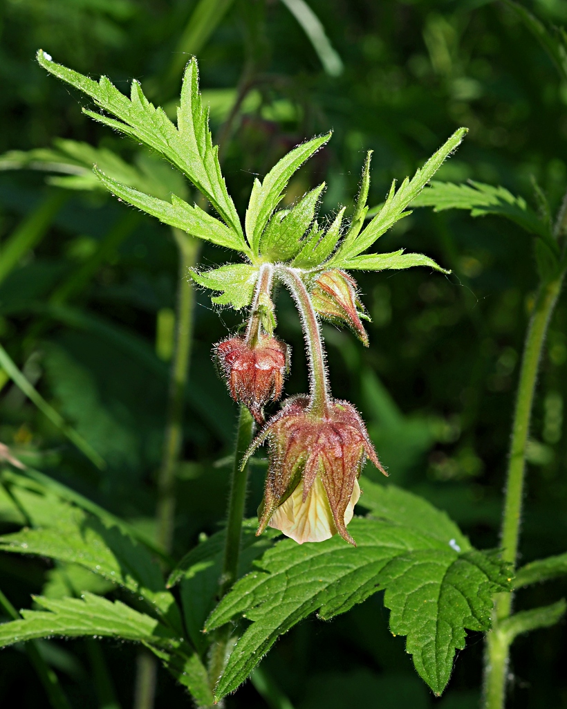 Image of Geum rivale specimen.