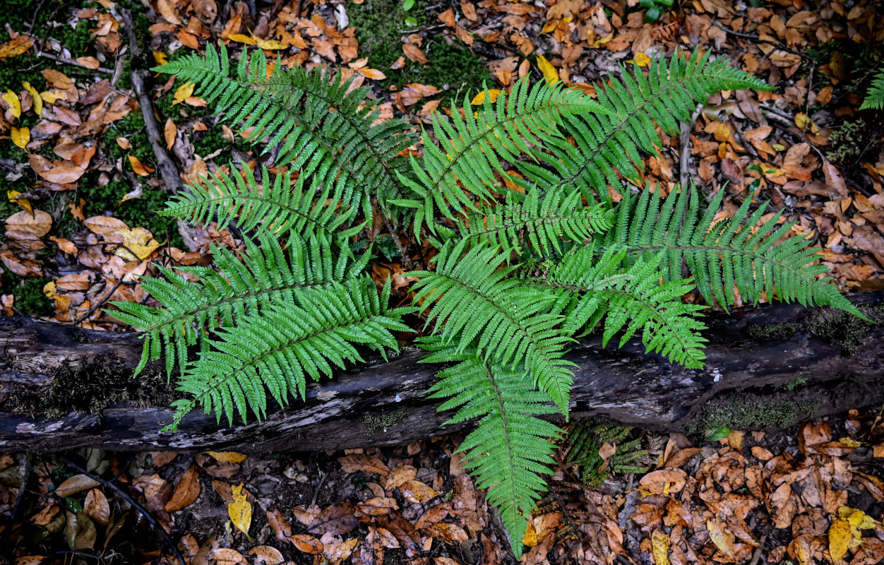 Изображение особи Polystichum setiferum.