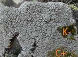 Lecanora rupicola