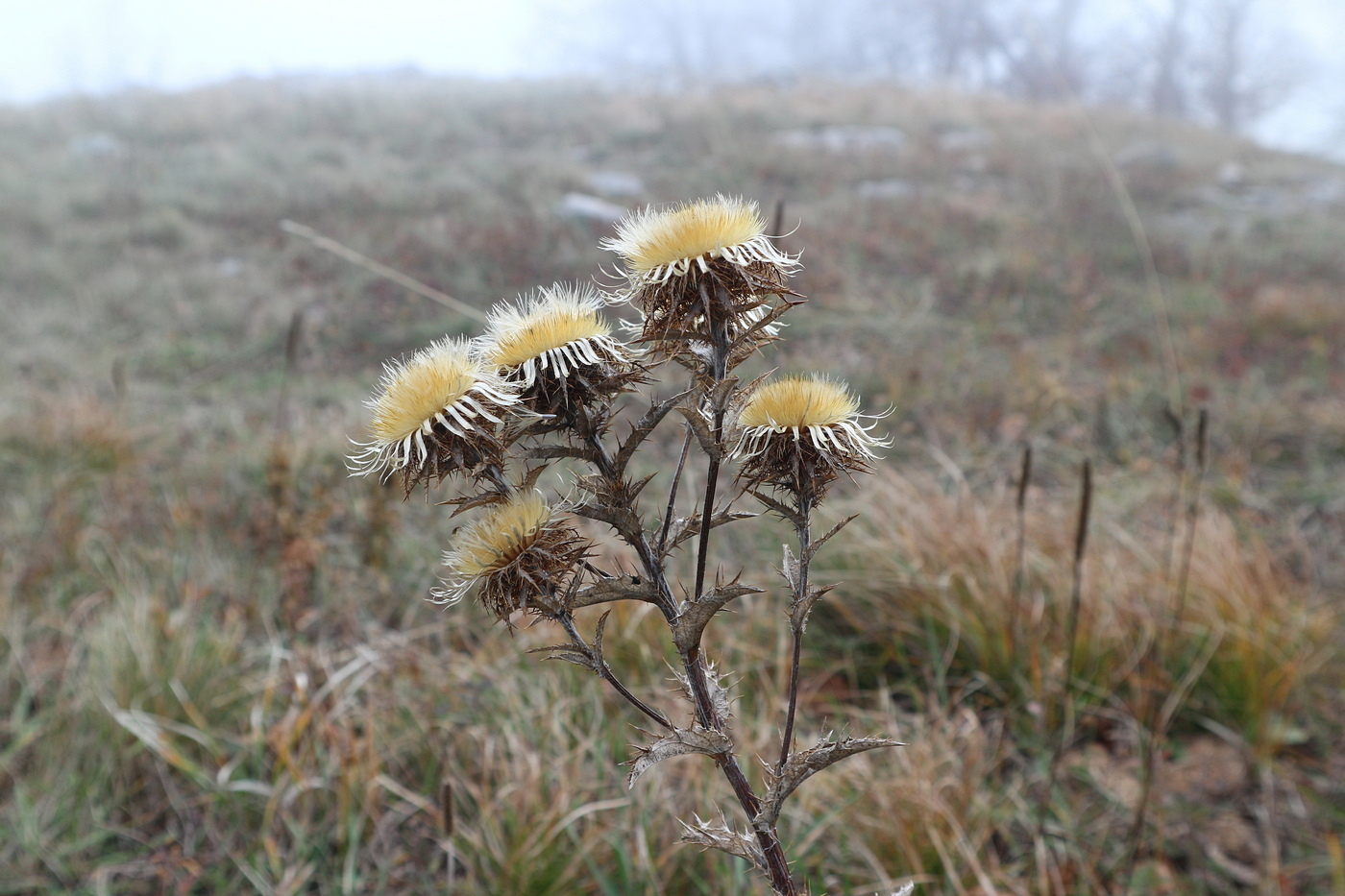 Изображение особи Carlina vulgaris.