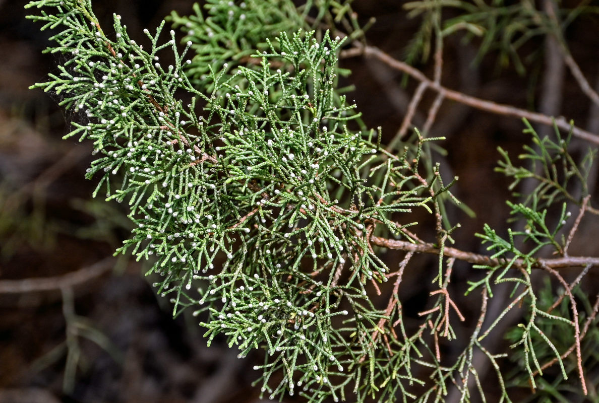 Изображение особи Juniperus phoenicea.