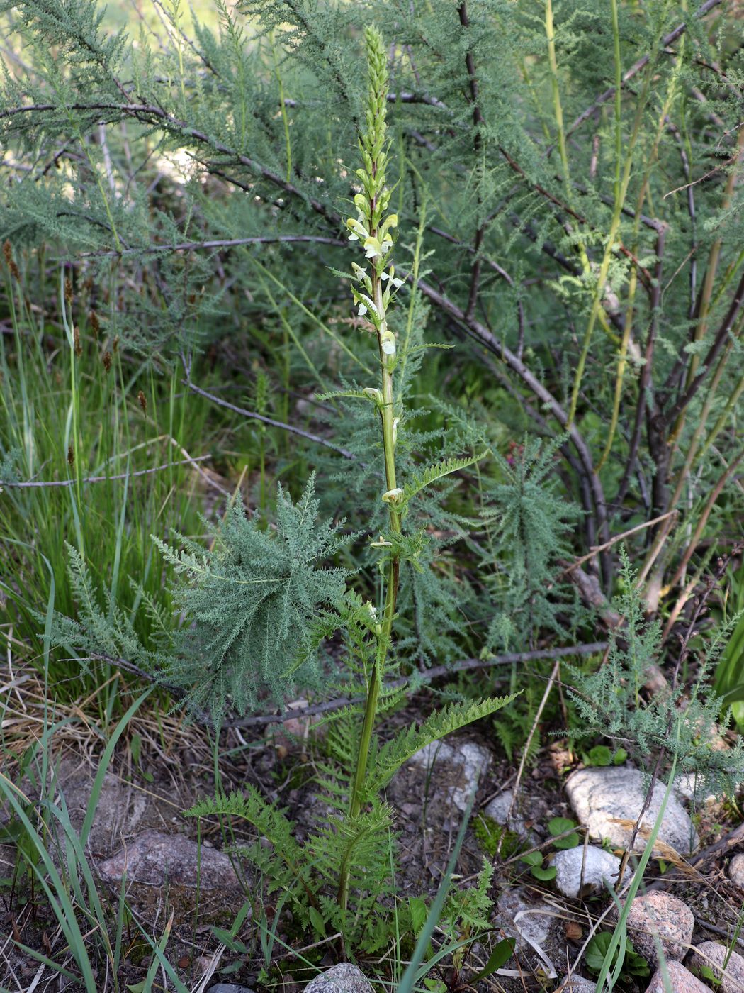 Image of Pedicularis dolichorrhiza specimen.
