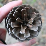 Смотреть изображение род Pinus