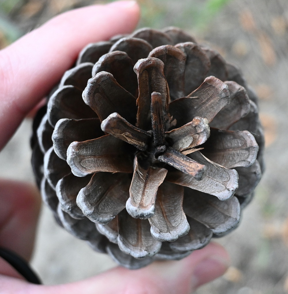 Изображение особи род Pinus.