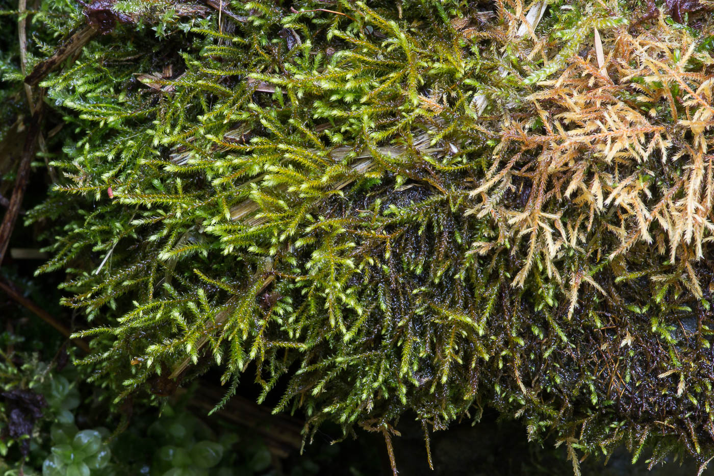 Изображение особи класс Bryopsida.