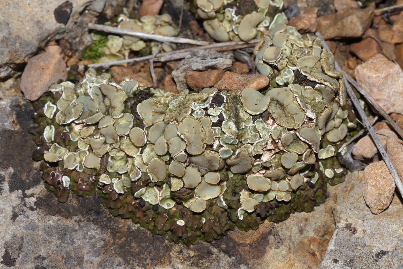Image of Squamarina gypsacea specimen.