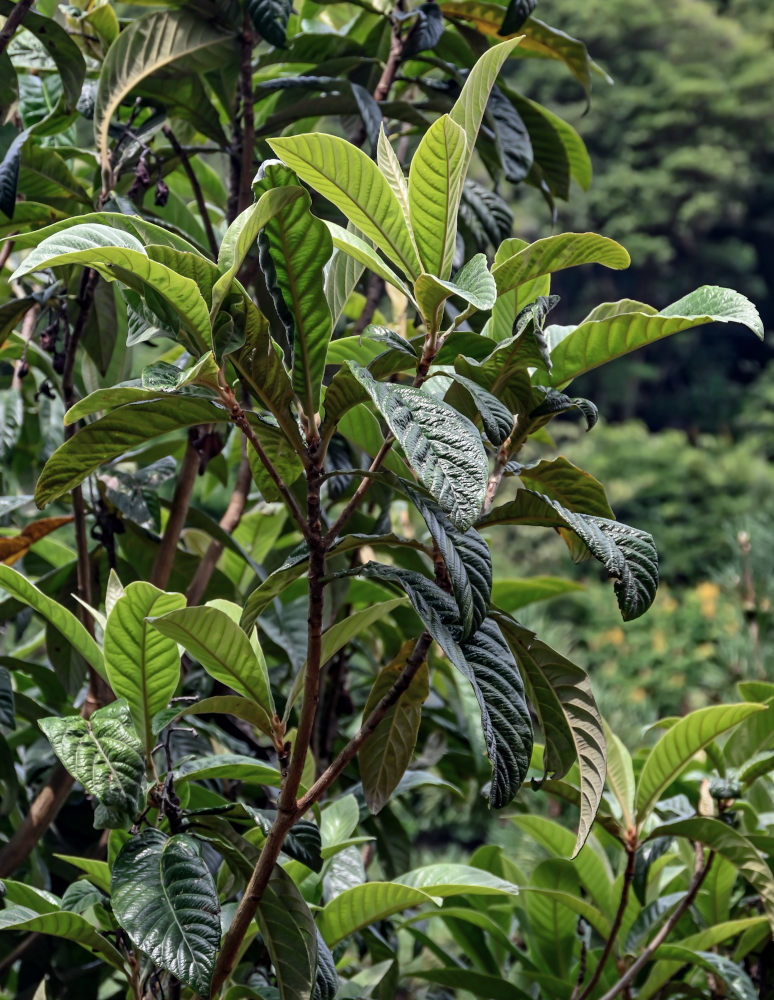 Изображение особи Eriobotrya japonica.