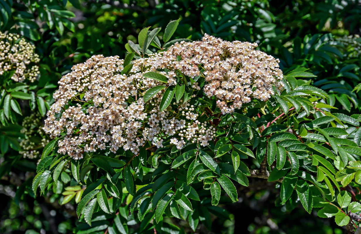 Image of Sorbus commixta specimen.