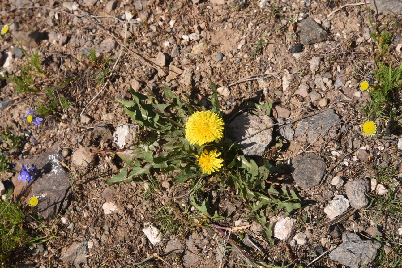 Image of genus Taraxacum specimen.