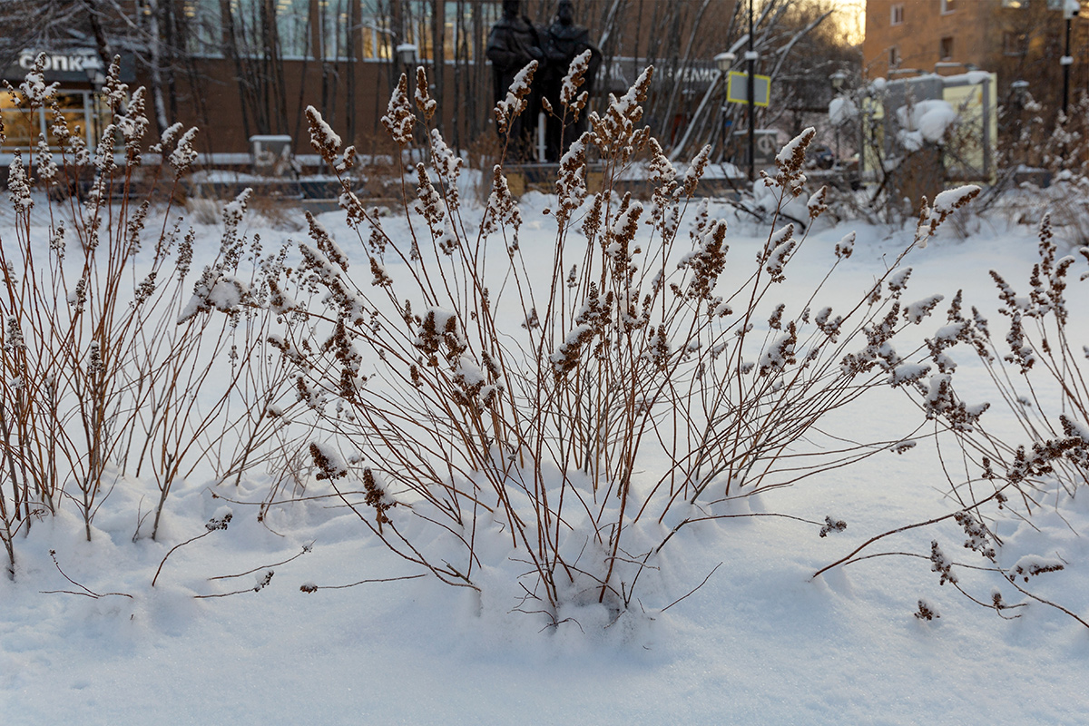 Изображение особи род Solidago.