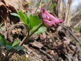 Corydalis intermedia