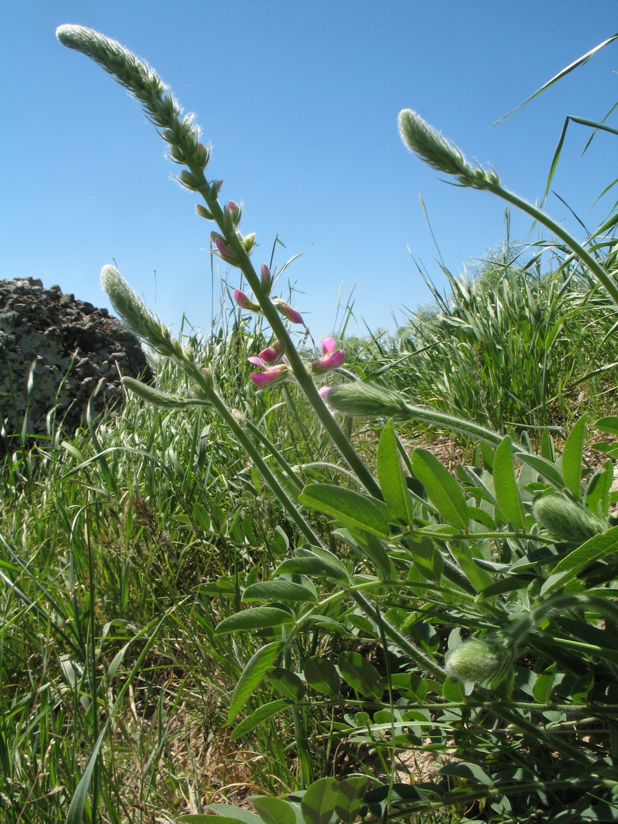 Изображение особи Onobrychis grandis.
