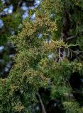 Juniperus virginiana. Ветвь с микростробилами. Волгоградская обл., Камышинский р-н, г. Камышин, в культуре. 11.04.2026.
