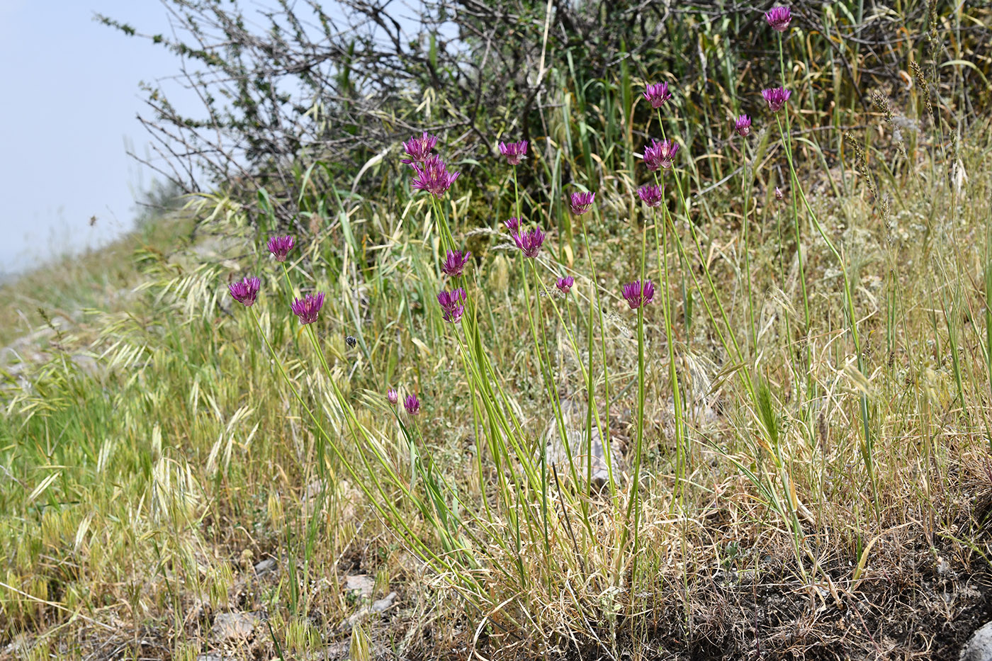 Изображение особи Allium barsczewskii.