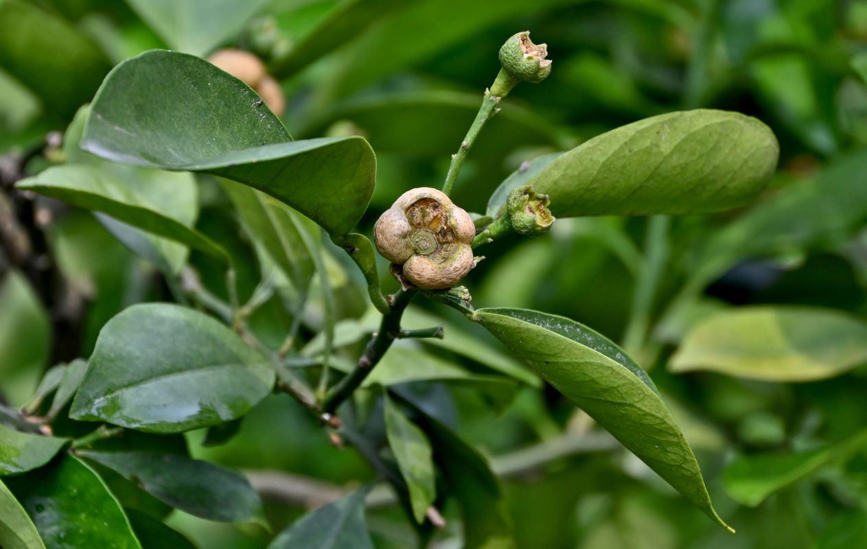 Image of Citrus junos specimen.