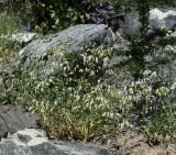 Oberna behen subspecies prostrata. Цветущие растения. Республика Кипр, Троодос (Τρόοδος), ботанический сад \"Троодос\" (Βοτανικός Κήπος Τροόδους), ≈1400 м н.у.м. 07.06.2026.