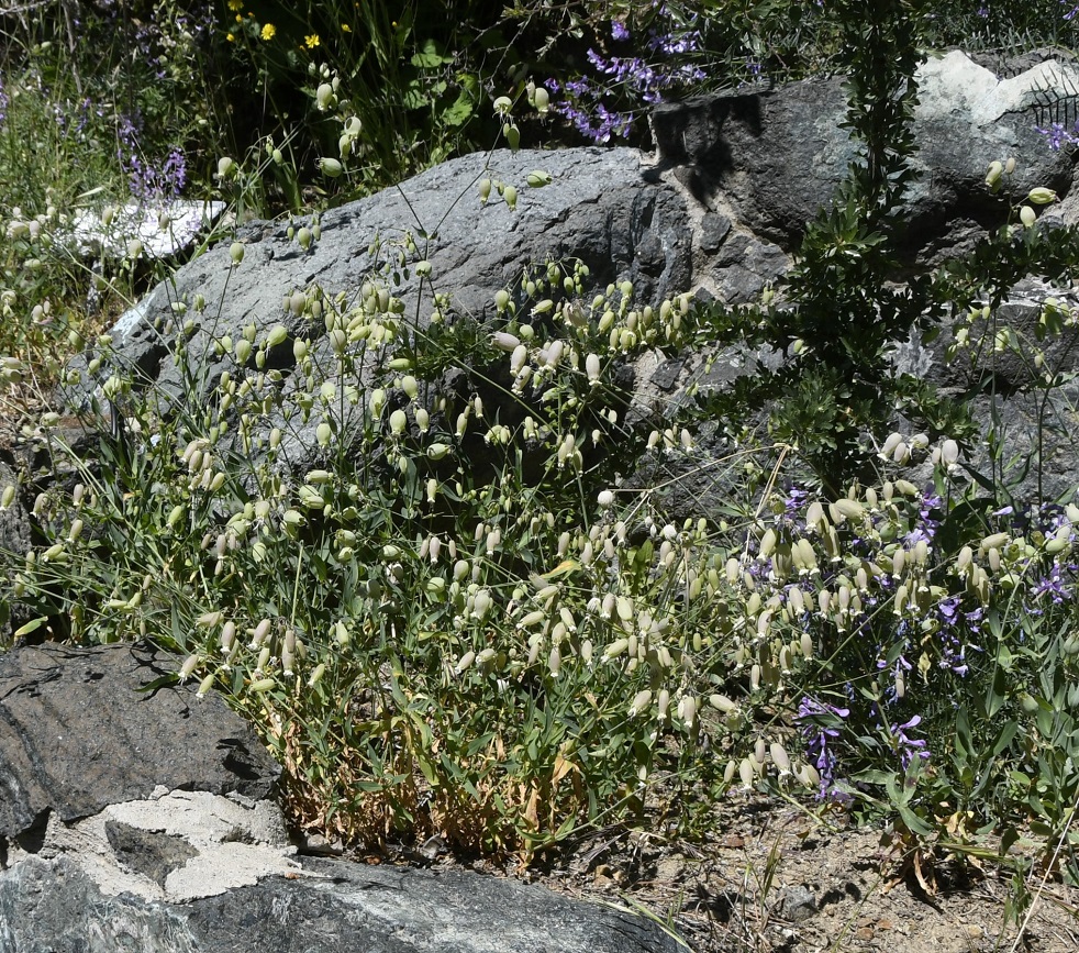 Image of Oberna behen ssp. prostrata specimen.