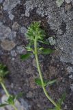 genus Thymus
