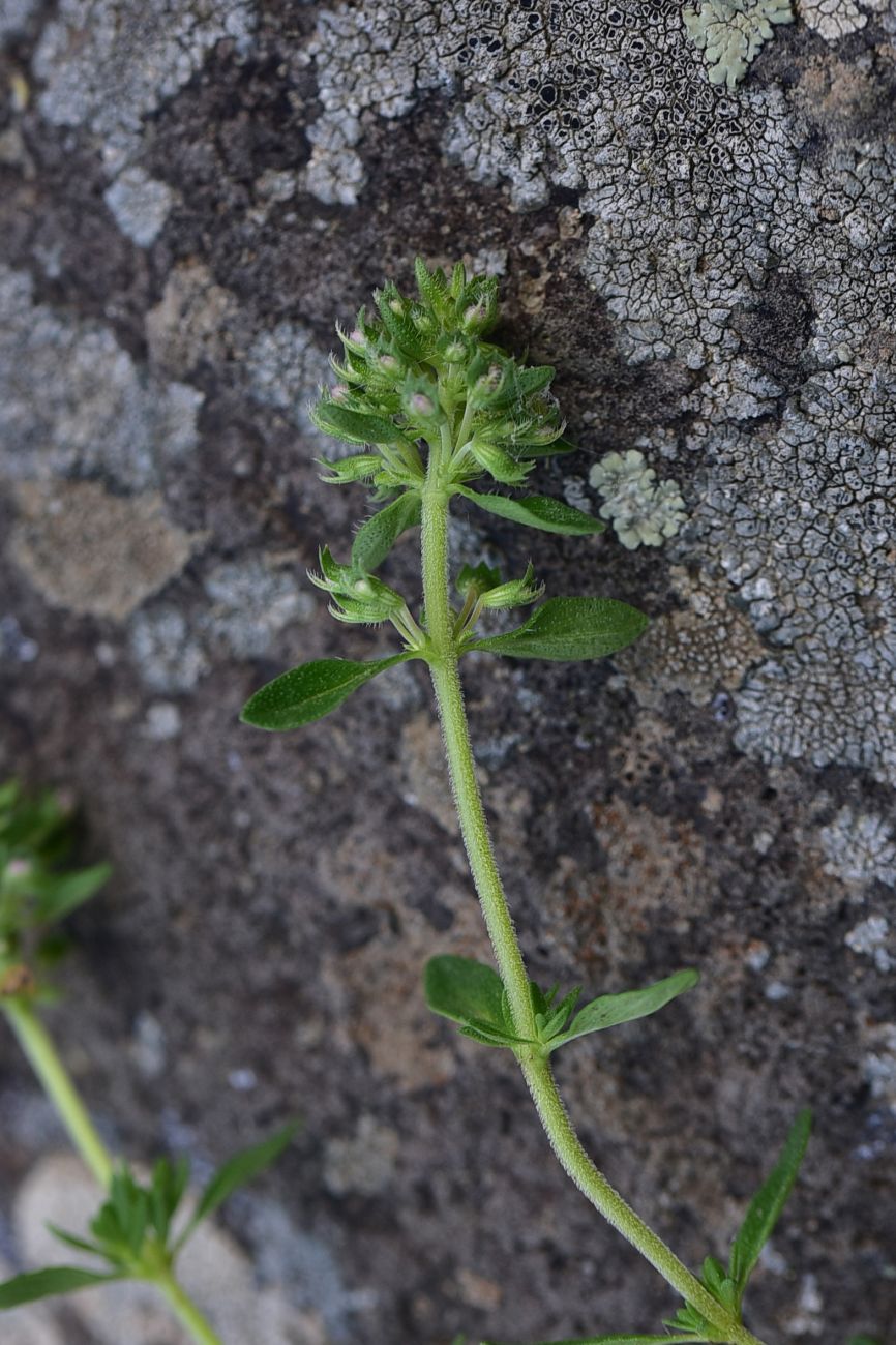 Image of genus Thymus specimen.