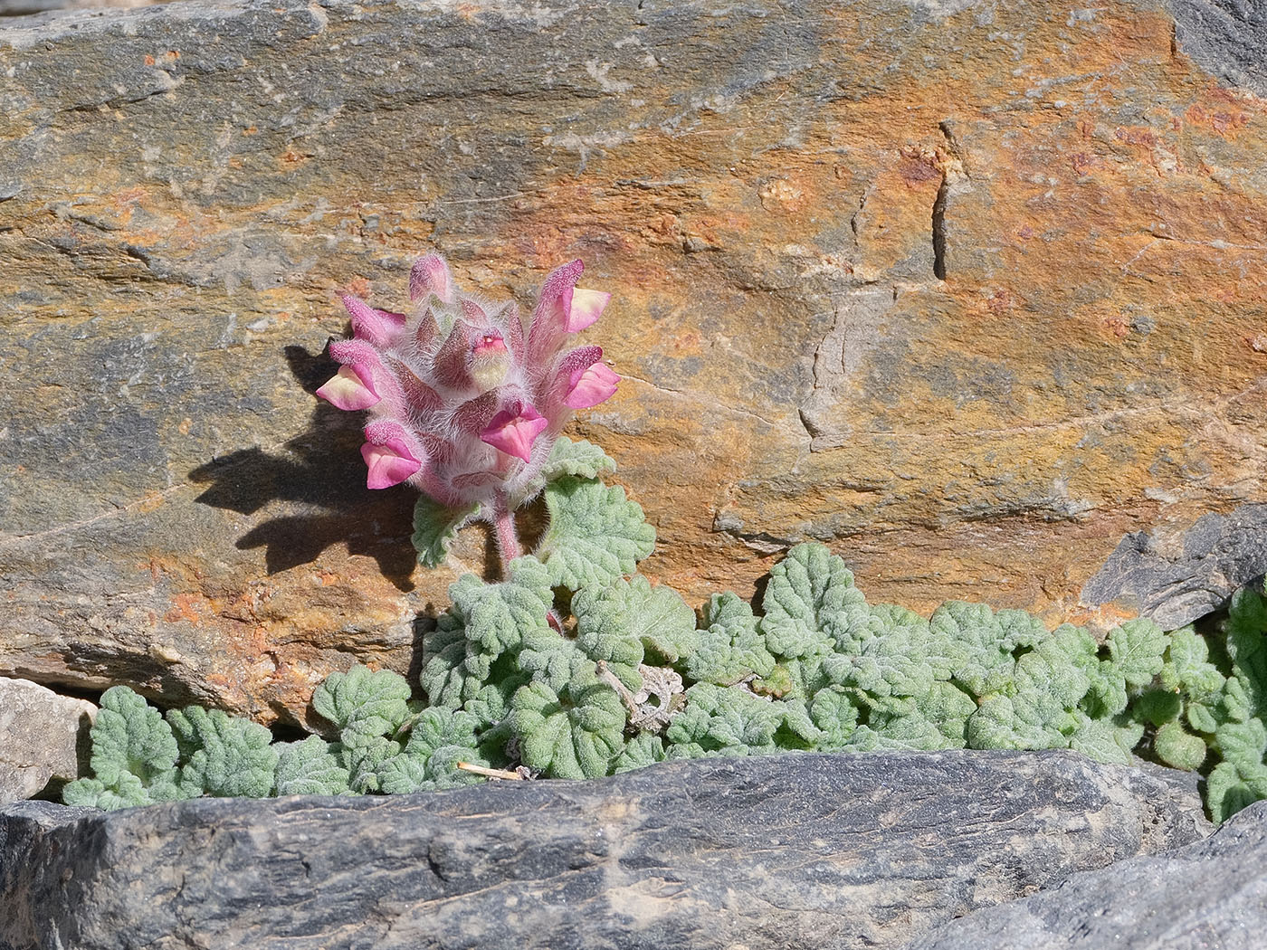 Image of Scutellaria pamirica specimen.