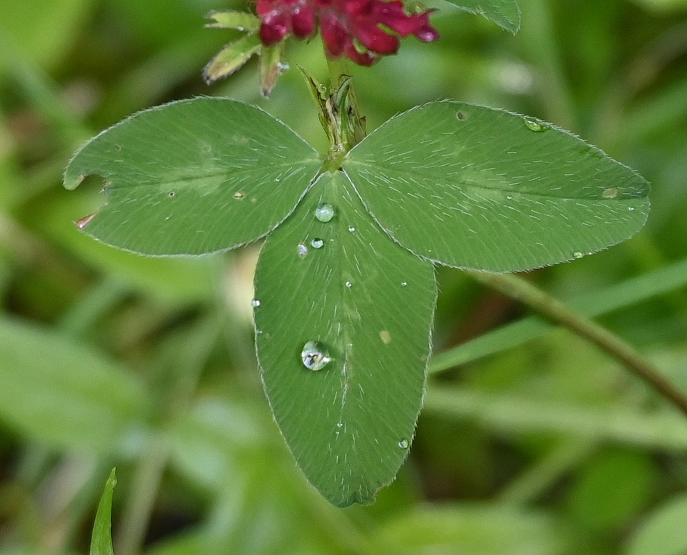 Изображение особи род Trifolium.