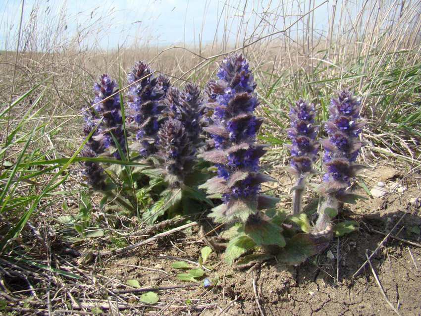 Image of Ajuga orientalis specimen.