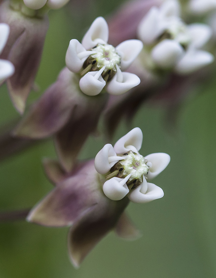Image of Asclepias syriaca specimen.
