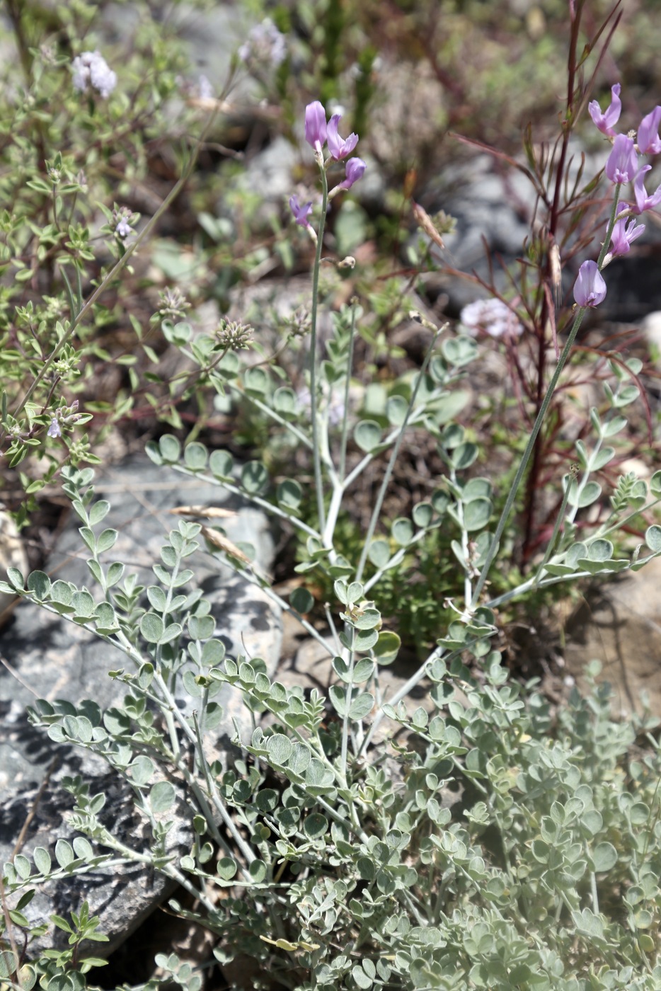 Изображение особи Astragalus managildensis.
