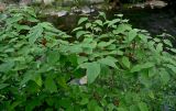 Смотреть изображение Broussonetia papyrifera