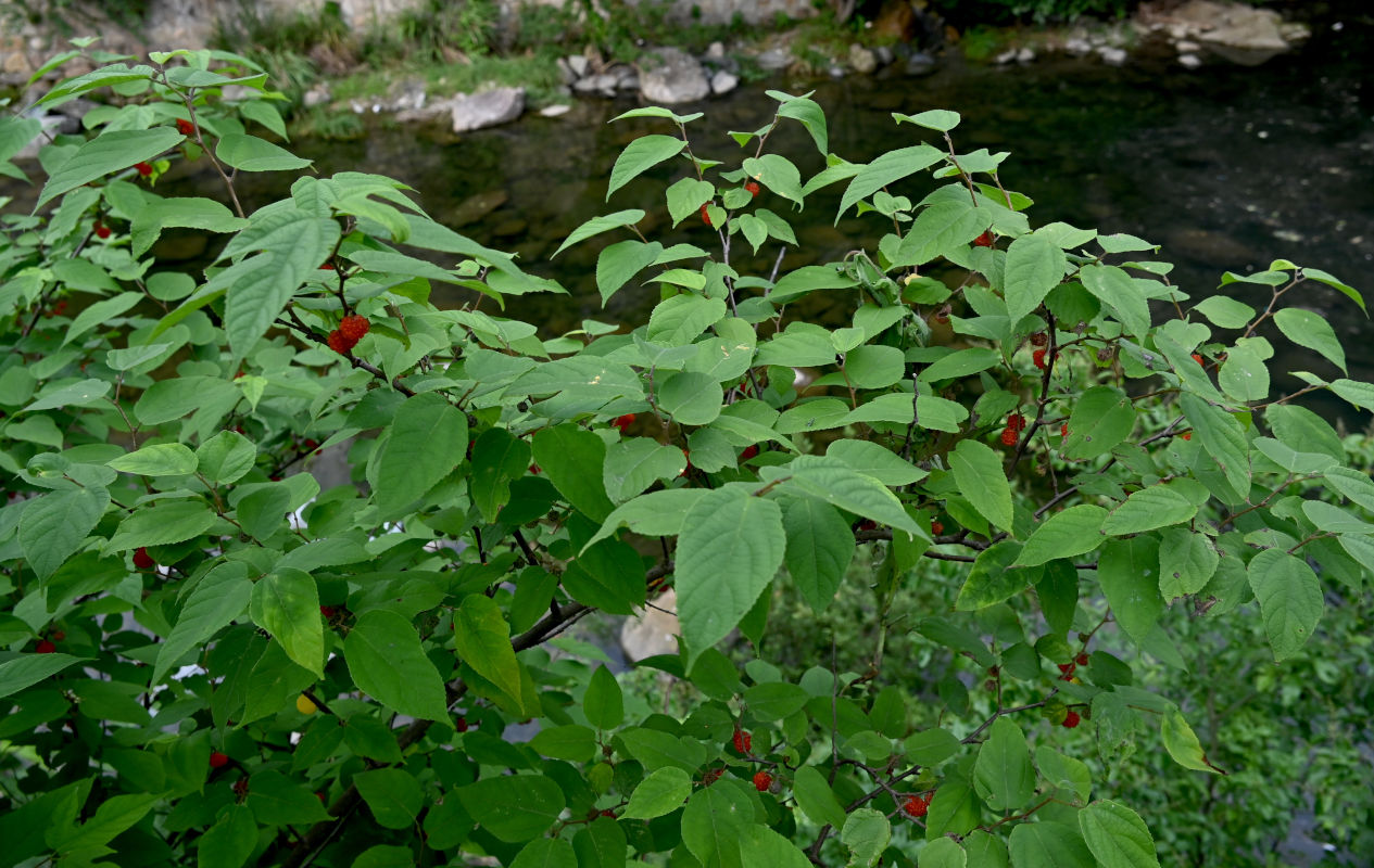 Image of Broussonetia papyrifera specimen.