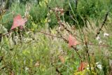 Fallopia dumetorum