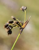 Scirpus maximowiczii