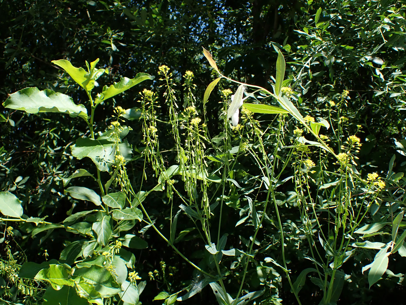 Изображение особи Isatis tinctoria var. yezoensis.
