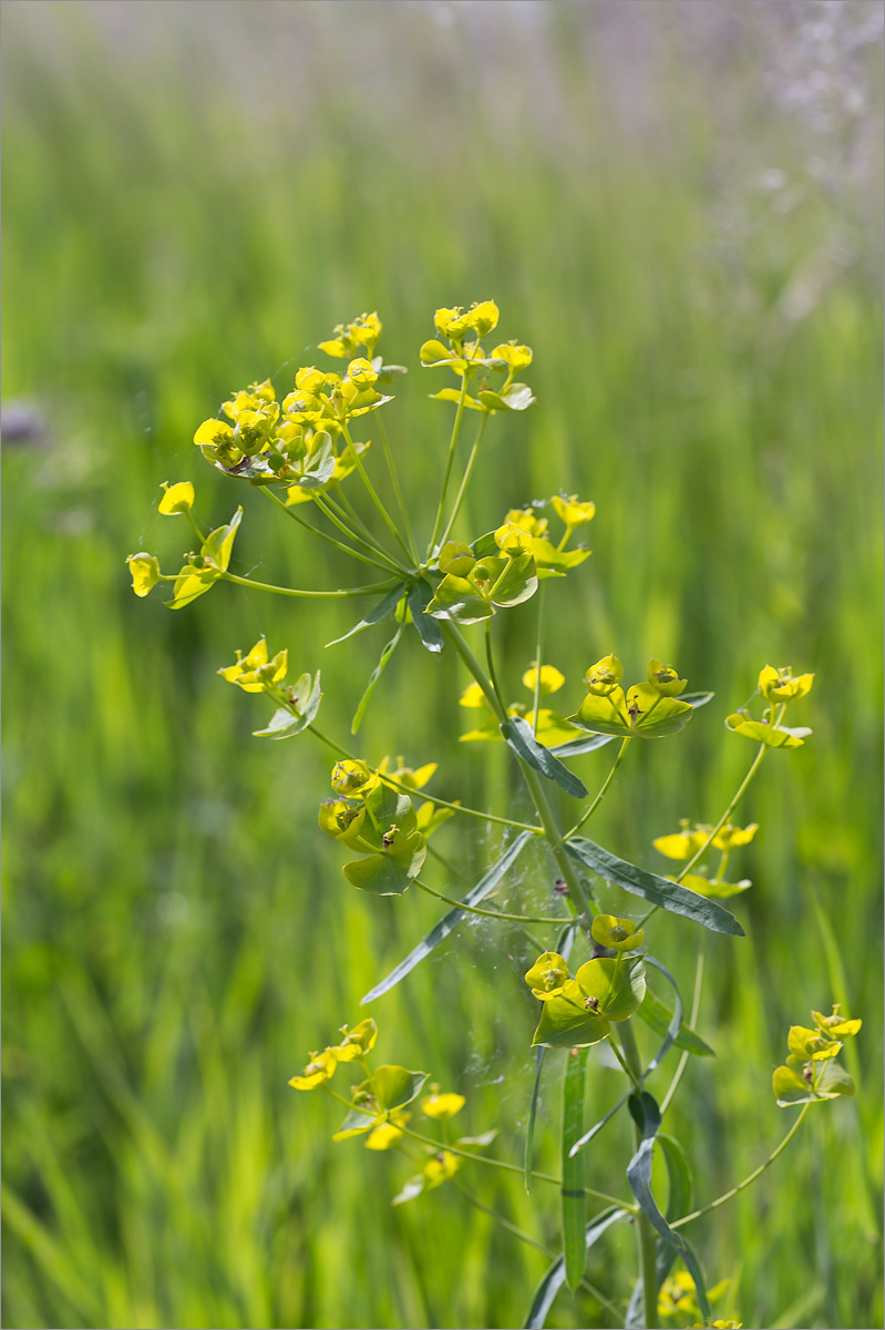 Изображение особи Euphorbia virgata.