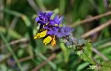 Смотреть изображение Melampyrum nemorosum