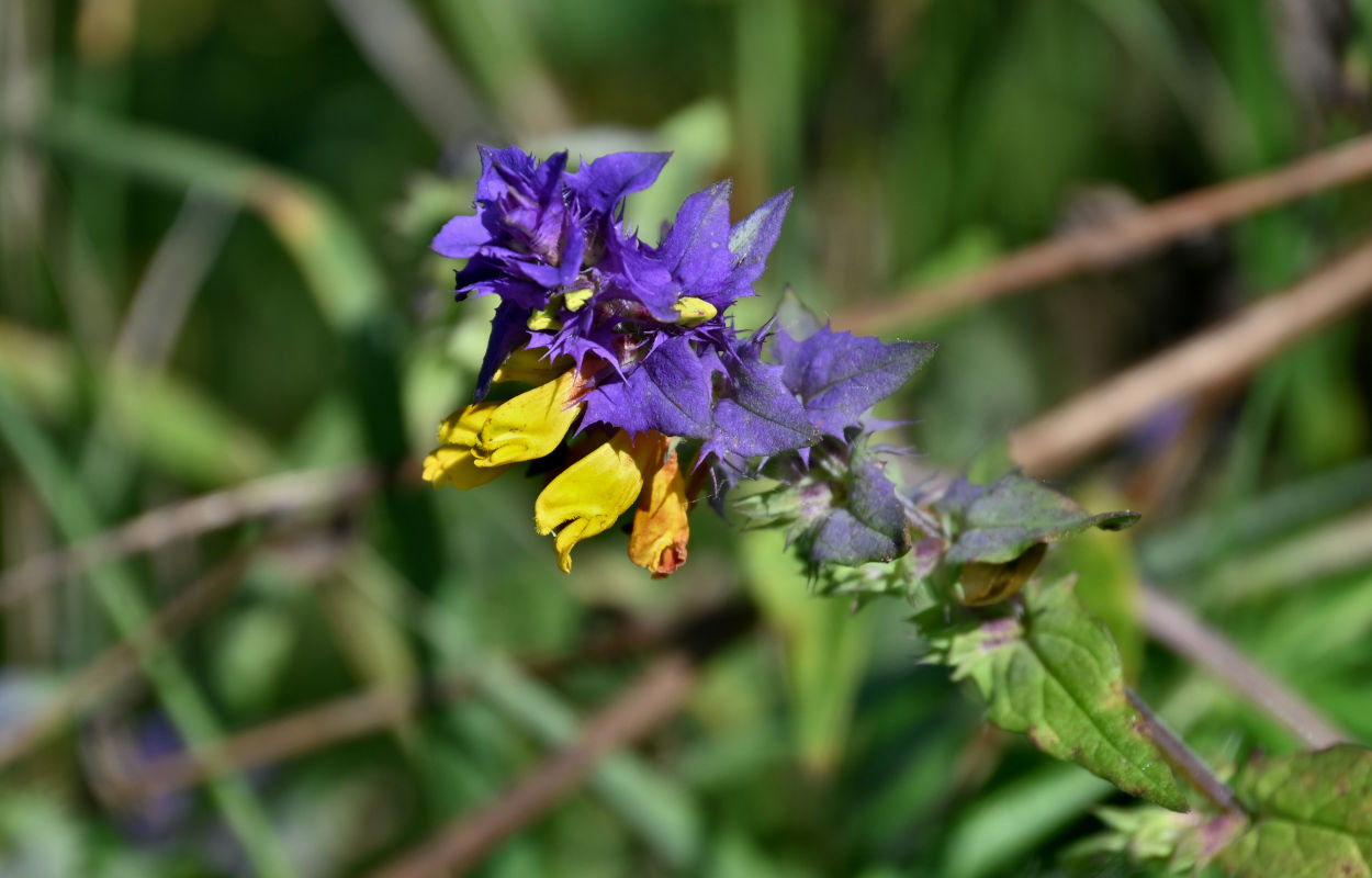 Изображение особи Melampyrum nemorosum.