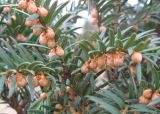 Taxus baccata