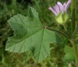 Malva sylvestris