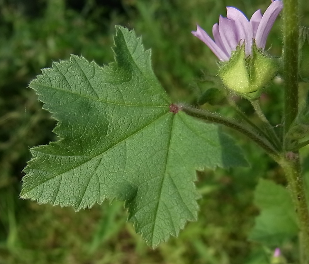 Image of Malva sylvestris specimen.