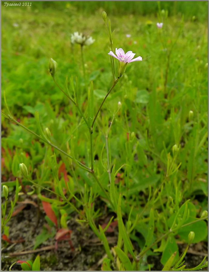 Изображение особи Psammophiliella muralis.