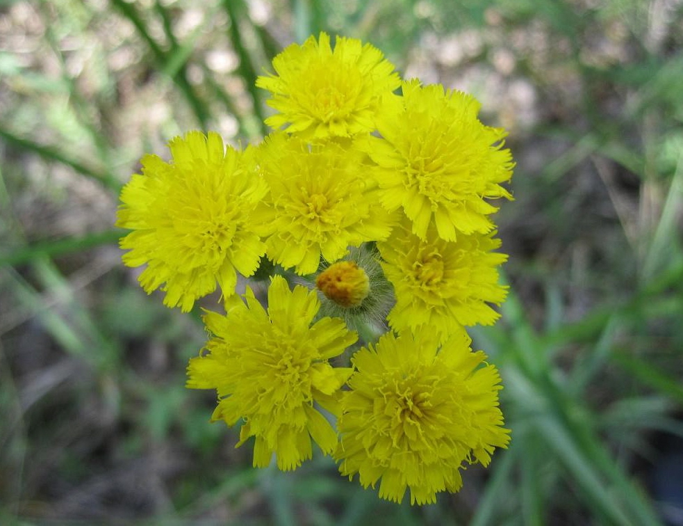 Изображение особи род Hieracium.